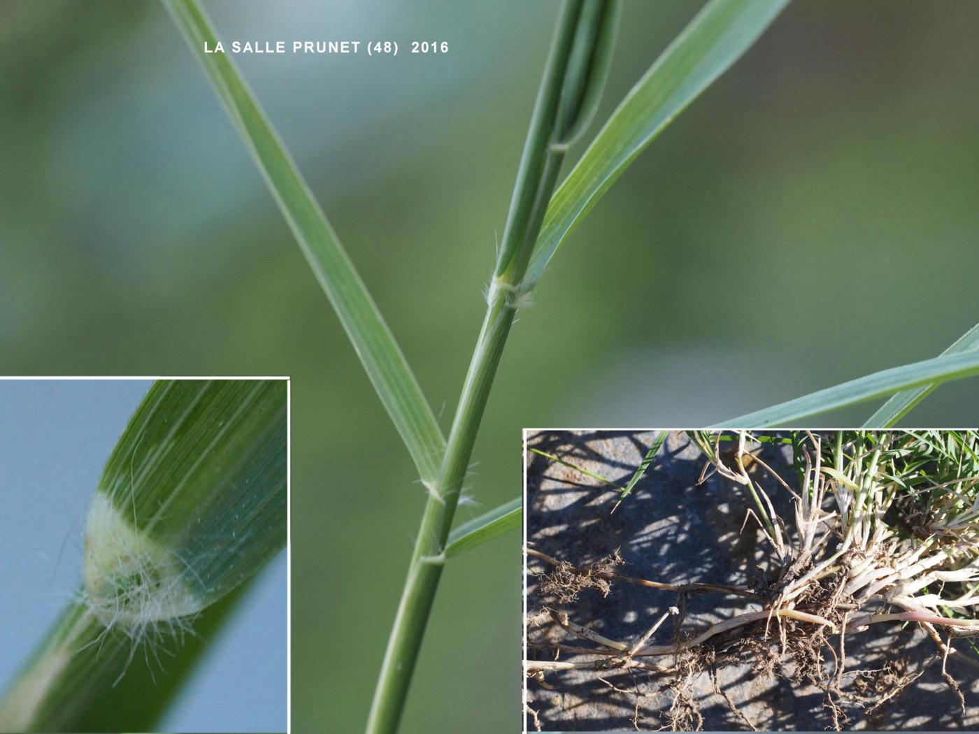 Bermuda grass leaf